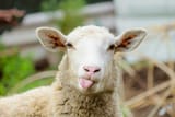 baaaaah