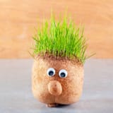 upstart-grass-head