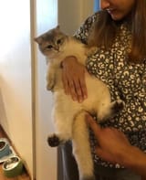 impaled cat