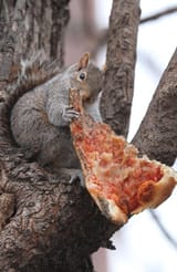 pizzachipmunk