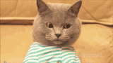 cat-sperg