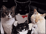 cat-party
