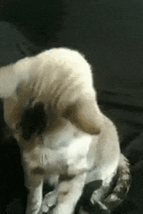 cat-shades