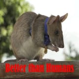 rat medal