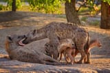 female-hyena