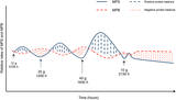 Muscle-protein-synthesis-MPS-and-muscle-protein-breakdown-MPB-in-responses-to-grams