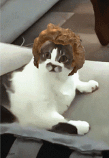 qui--KITTY