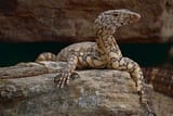 1280px-Perentie_(Varanus_giganteus)_(10244734736)