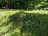 grass2