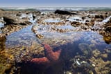 TidePool
