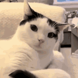 cat-watch