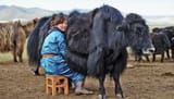 yak_milk