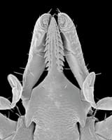 1-deer-tick-head-ixodes-scapularis-dennis-kunkel-microscopyscience-photo-library