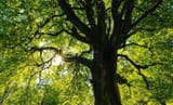 5f05f7c2d824d_Large tree canopy blocking out neighbours light