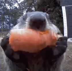 gopher-groundhod_thumb.jpg