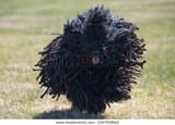 hungarian-puli-running-cords-600w-2347920065[1]