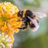 Bumblebee - needs ID