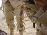 Fake forced perspective camel spiders