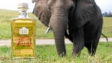 200116171058-elephant-gin-1