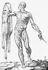 michelangelo human anatomy