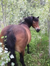 4049 - back_view draft_horse looking_at_you mare outdoors plot safe