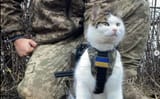 ukraine-cat