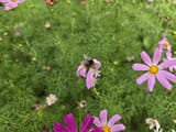 IMG_20250715_053654_447