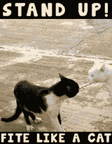 u-want-to-fight-stand-up-cat