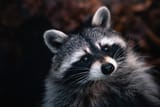 coon