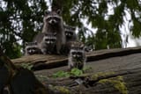 mama raccoon and babies