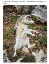 wolf