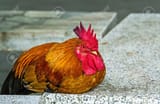 48484335-close-up-face-of-rooster-red-junglefowl-gallus-gallus-bantam-sleeping-on-white-marble