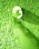 EE