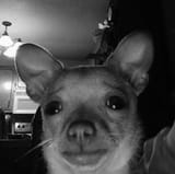 dog-meme-reaction-meme-Favim.com-7670716