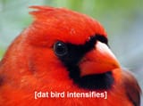 Dat bird