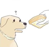butterdodg