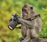 monkey_nikon