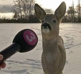 eyewitness report