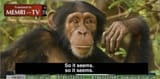 monke