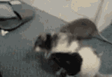 rats-fight