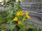 IMG_20250715_053220_297
