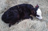 CALF