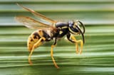 wasp-3836737306