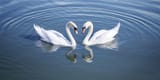 two-swans-making-heart-shape-in-the-water-ai-generated-free-photo-1117122357