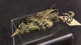 1024px-Stephens_Island_Wren_specimen_2