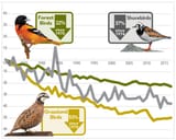 USBIrds-SteepDeclines2B