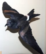 Oceanodroma_macrodactyla_(Guadalupe_petrel)