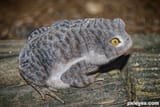 catfrog