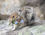 American_pika_(ochotona_princeps)_with_a_mouthful_of_flowers