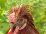 43465094-cock